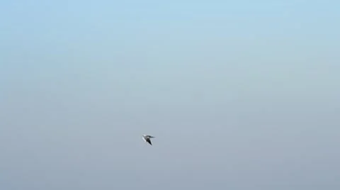 Tern flies fast over calm water surface with lighthouse Stock Footage 50234182