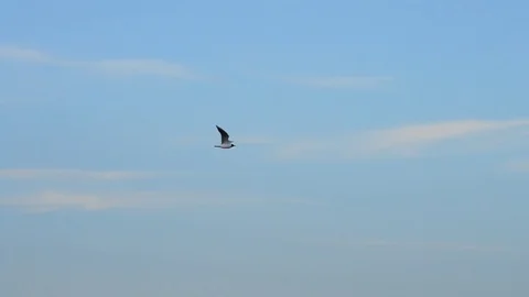 Tern flies high on background of beautiful sky Stock Footage 76194769