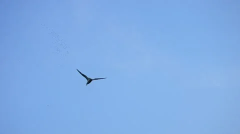 Tern flies high on background of sky, clouds and tops of trees Video stock 52555494