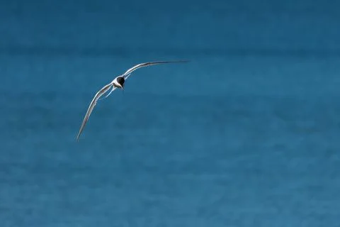 The Tern flies holding a beak a tail of other Tern. Stock Photos