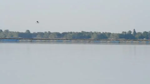 Tern flies over river with breakwater, lighthouse and dike Stock Footage 50962278