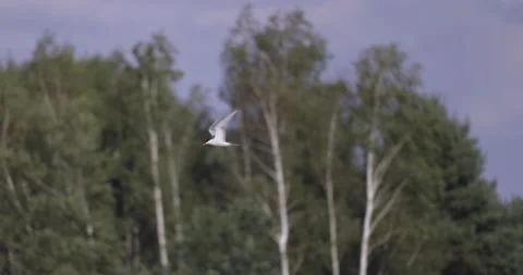 Tern in flight against the background of trees, 4K slomo Stock Footage 222121944