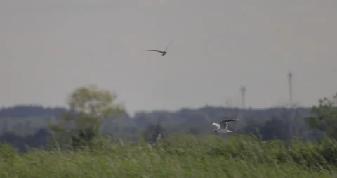 Tern in flight, other birds in the background, 4K slomo Stock Footage 222165266