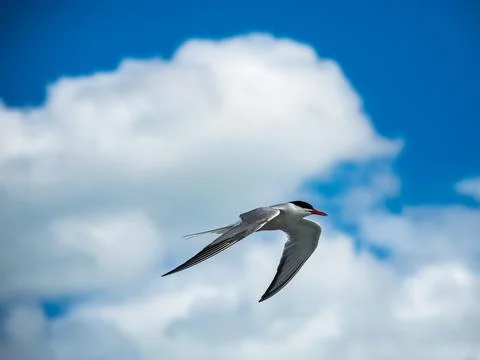 Tern in flight over ocean, bird with wings spread in flight. Stock Photos