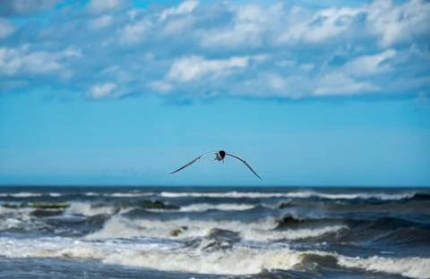 Tern in flight over ocean, bird with wings spread in flight. Stock Photos