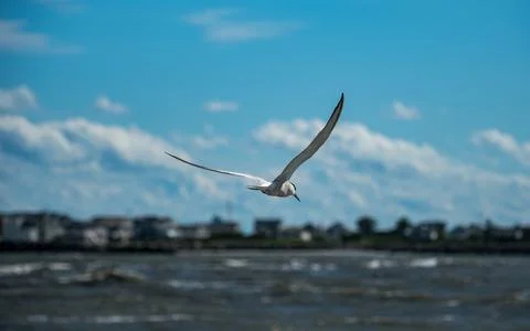 Tern in flight over ocean, bird with wings spread in flight. Stock Photos