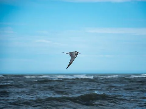 Tern in flight over ocean, bird with wings spread in flight. Stock Photos