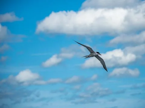 Tern in flight over ocean, bird with wings spread in flight. Stock Photos