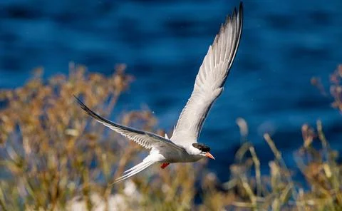 A tern in flight. Sea Waves Background. Adult common tern in flight. Scientif Stock Photos