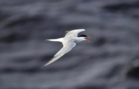 A tern in flight. Sea Waves Background. Adult common tern in flight. Scientific  Stock Photos