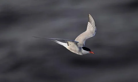 A tern in flight. Sea Waves Background. Adult common tern in flight. Scientif Stock Photos