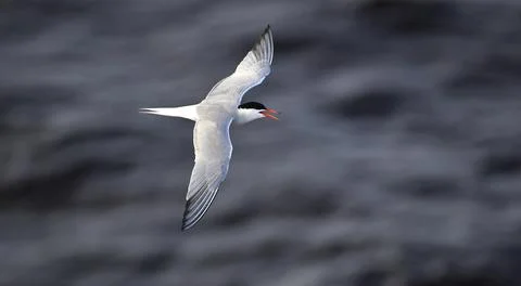 A tern in flight. Sea Waves Background. Adult common tern in flight. Scientif Stock Photos
