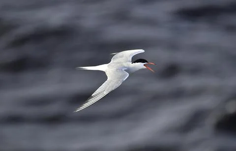 A tern in flight. Sea Waves Background. Adult common tern in flight. Scientif Stock Photos