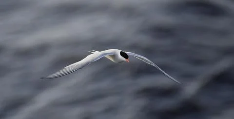 A tern in flight. Sea Waves Background. Adult common tern in flight. Scientif Stock Photos