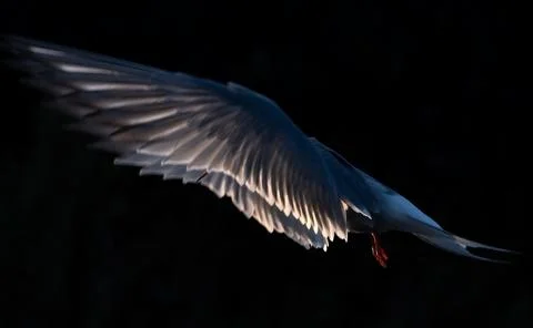 Tern  in flight.  Spreading wings. Side view, back sunset light, dark backgro Stock Photos