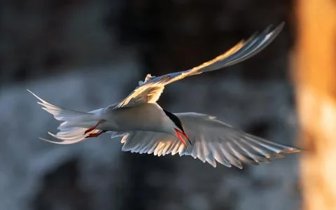Tern  in flight.  Spreading wings. Side view, back sunset light, dark backgro Stock Photos