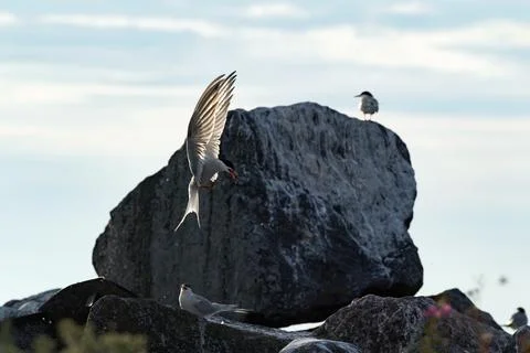 Tern  in flight. Spreading wings. Side view, back sunset light, dark backgrou Stock Photos