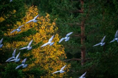 Tern Flock Flight Autumn Forest Bulgaria-Edit Stock Photos