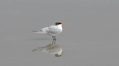 Tern on a Florida beach Stock Footage 67190096