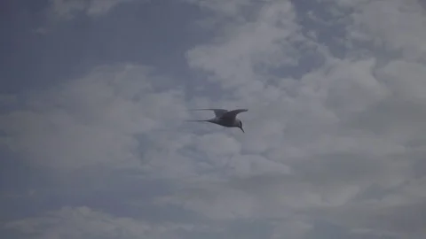 Tern flying 250fps slowmotion 2 Stock Footage 75469145