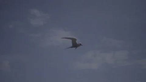 Tern flying 250fps slowmotion Stock Footage 75469157