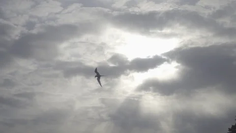 Tern flying dramatic sky 250 fps slowmotion Stock Footage 75468940