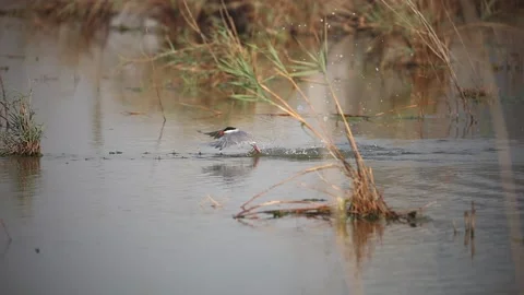 A tern flying over the water and dive in the water in slow motion. Stock-Footage 155585392