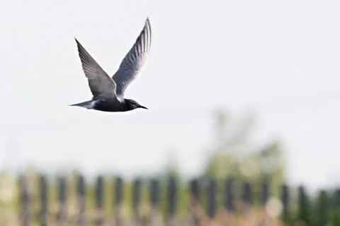 Tern flying in the sky Stock Photos