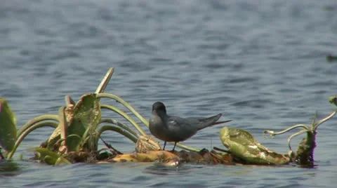 Tern Stock Footage 18189321