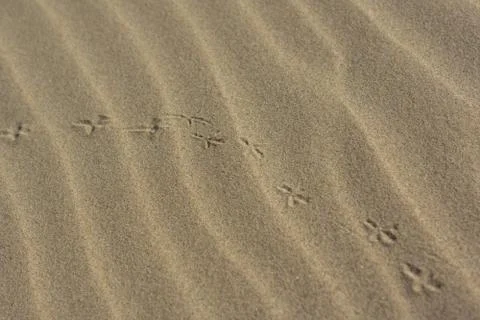 Tern footprints on a sandy beach Stock Photos