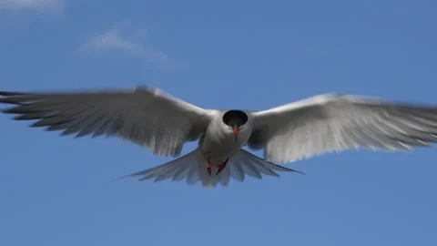 The tern hovered in the air, fluttering its wings. Slow motion Video stock 168735347