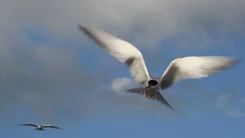 The tern hovered in the air, fluttering its wings. Video stock 168735879