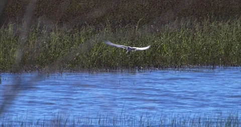 Tern hunting Stock Footage 281086651