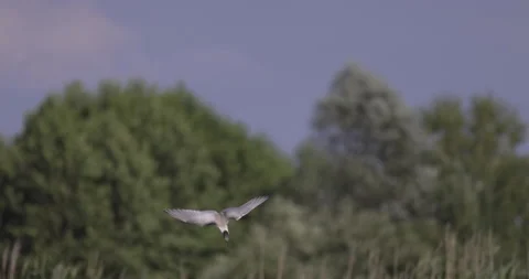 Tern hunts fish, 4K slomo 스톡 동영상 222117203