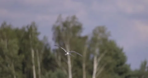 Tern looking for prey, 4K slomo Stock Footage 222117049