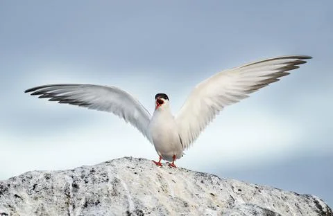 A tern with an open beak and spread wings sits on a stone. Adult common terns Stock Photos