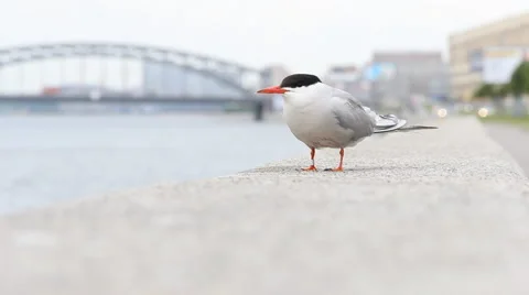 Tern on the parapet of the waterfront Stock Footage 59850279
