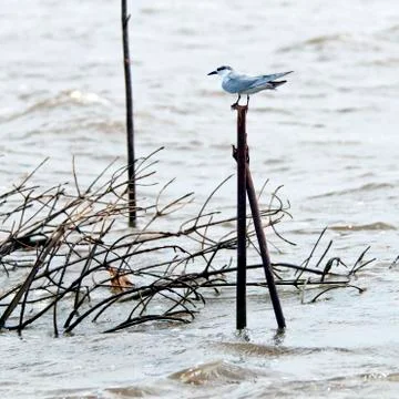 Tern Stock Photos