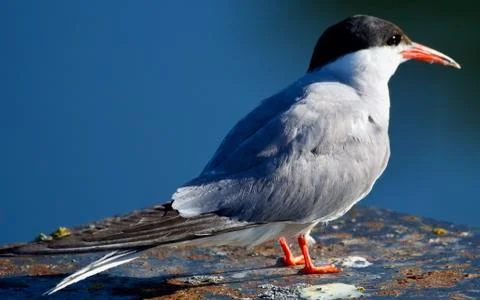 Tern Stock Photos