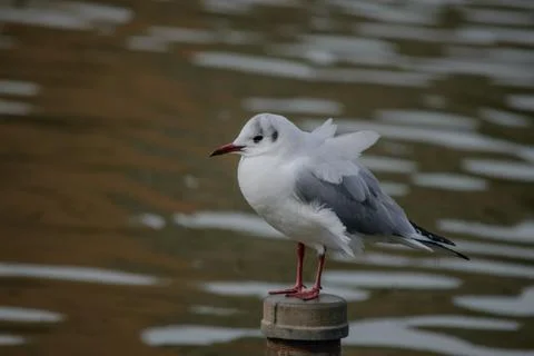 A tern Stock Photos