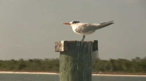 Tern on Piling Video stock 696657