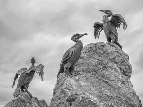 Tern project Stock Photos