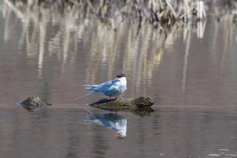 Tern Reflection Stock Photos