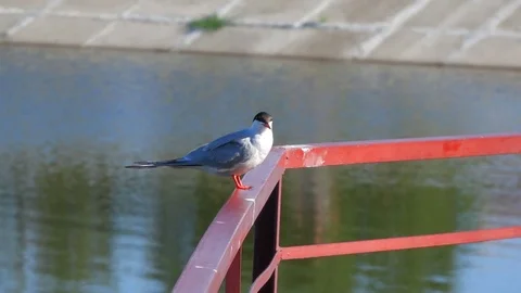 A Tern is Resting on Dam Railings Stock Footage 102520517
