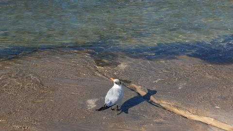 Tern seagull bird with orange beak and tufted black hair by crystal clear waters Stock-Footage 121520394