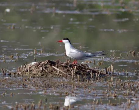 Tern sitting on a nest. Stock Photos