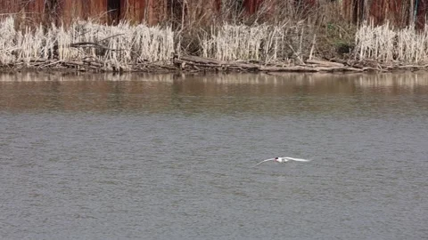 Tern skimming the water in slow motion Stock Footage 153439533