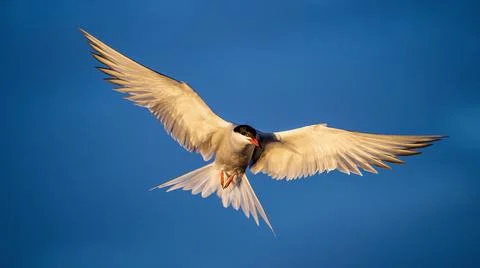 Tern with spread wings in flight. Front view. Blue sky background. Adult comm Stock Photos