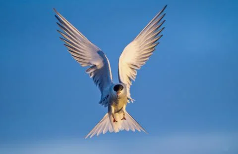 Tern with spread wings in flight. Front view. Blue sky background. Adult comm Stock Photos
