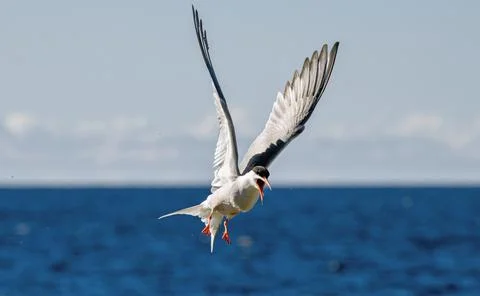 Tern with spread wings in flight. Front view. Blue sky and  sea waves in the  Stock Photos